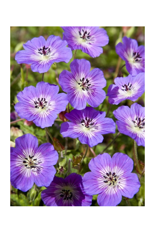 Bodziszek 'Rise and Shine' Geranium