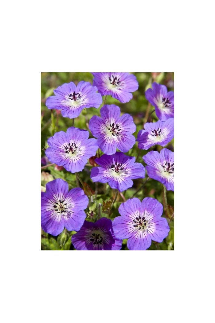 Bodziszek 'Rise and Shine' Geranium