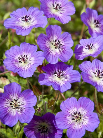 Bodziszek 'Rise and Shine' Geranium