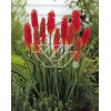 Trytoma groniasta 'Express' | Kniphofia uvaria