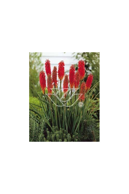 Trytoma groniasta 'Express' | Kniphofia uvaria
