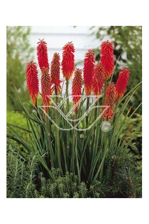 Trytoma groniasta 'Express' | Kniphofia uvaria