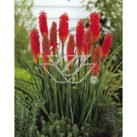 Trytoma groniasta 'Express' | Kniphofia uvaria