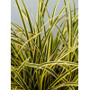 Turzyca Morrowa 'Vanilla Ice' | Carex morrowii