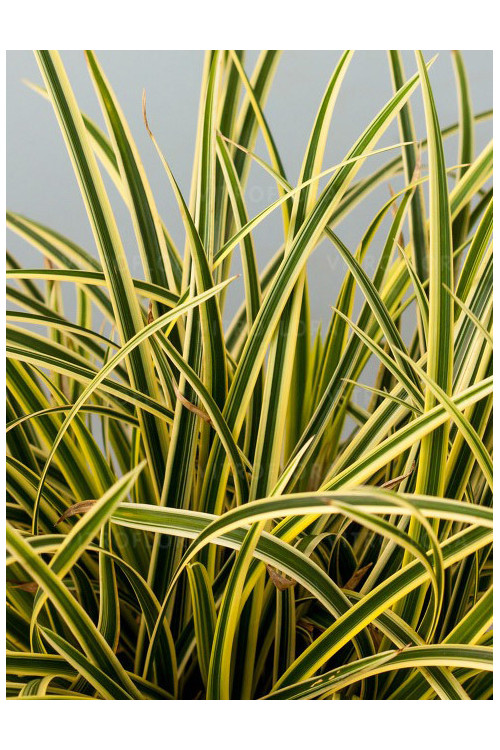 Turzyca Morrowa 'Vanilla Ice' | Carex morrowii