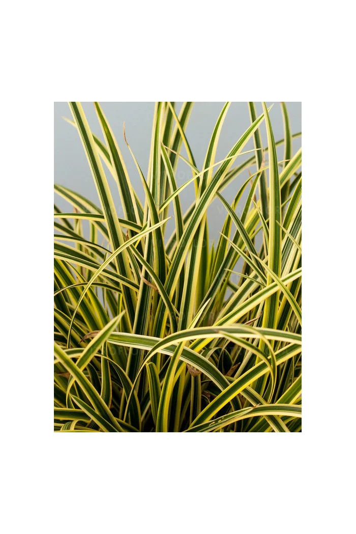 Turzyca Morrowa 'Vanilla Ice' | Carex morrowii