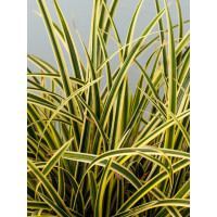 Turzyca Morrowa 'Vanilla Ice' | Carex morrowii