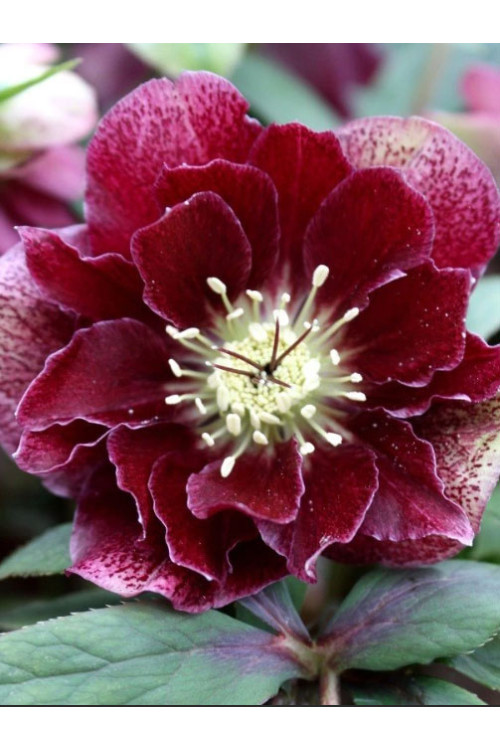 Ciemiernik orientalny 'Double Ellen Flash' | Helleborus orientalis