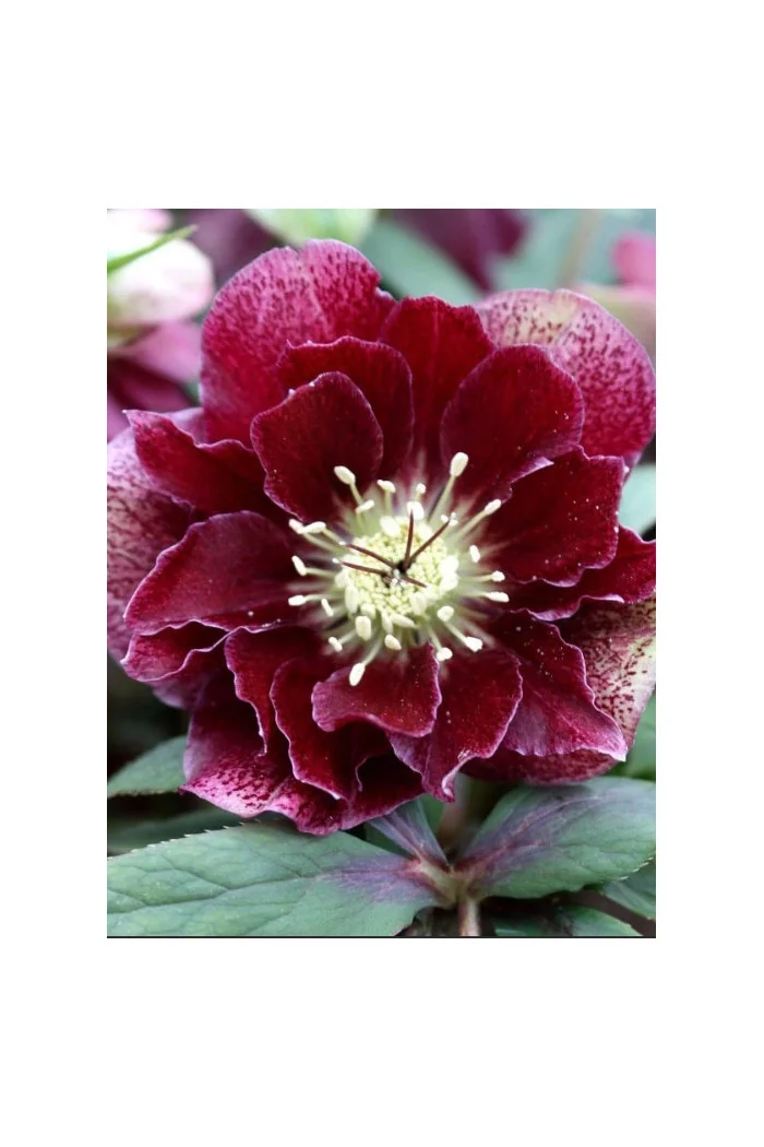 Ciemiernik orientalny 'Double Ellen Flash' | Helleborus orientalis