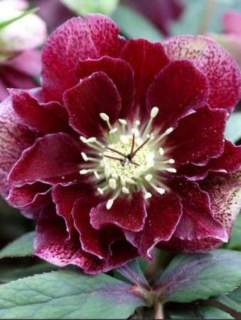 Ciemiernik orientalny 'Double Ellen Flash' | Helleborus orientalis