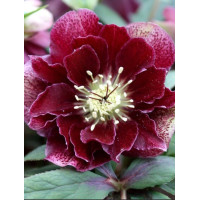 Ciemiernik orientalny 'Double Ellen Flash' | Helleborus orientalis