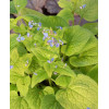 Brunnera sercolistna 'Green Gold' Brunnera macrophylla