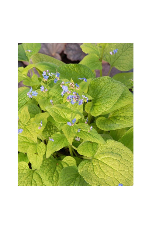 Brunnera sercolistna 'Green Gold' Brunnera macrophylla