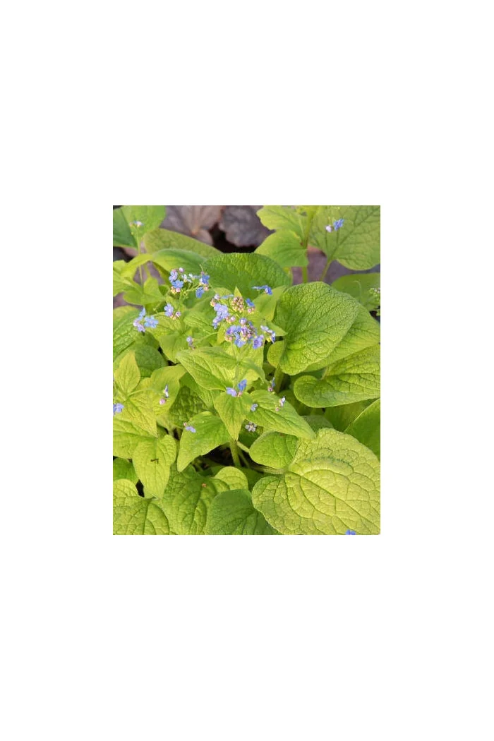 Brunnera sercolistna 'Green Gold' Brunnera macrophylla