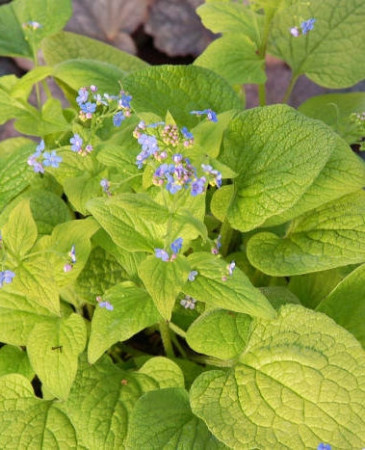 Brunnera sercolistna 'Green Gold' Brunnera macrophylla