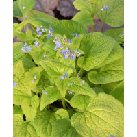 Brunnera sercolistna 'Green Gold' Brunnera macrophylla