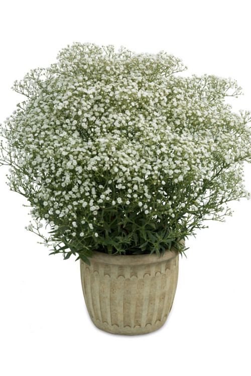 Gipsówka wiechowata 'Festival White Flare' | Gypsophila paniculata