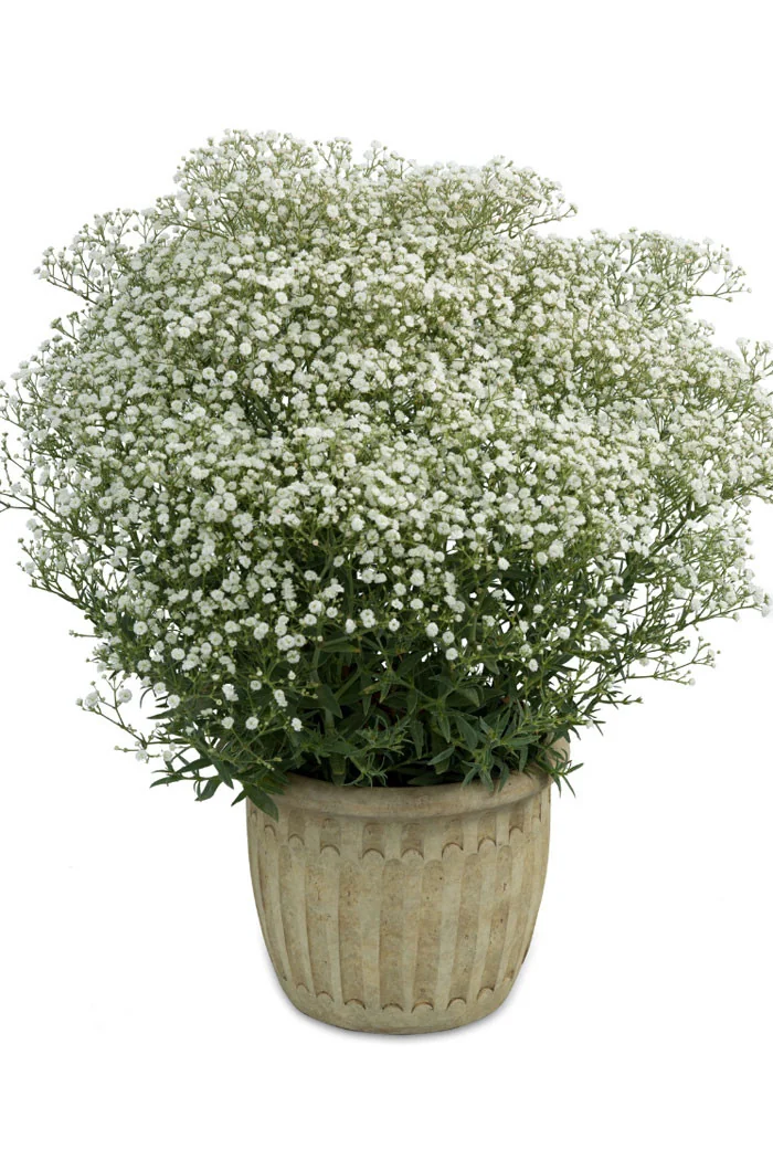 Gipsówka wiechowata 'Festival White Flare' | Gypsophila paniculata