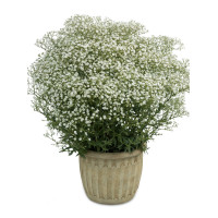 Gipsówka wiechowata 'Festival White Flare' | Gypsophila paniculata