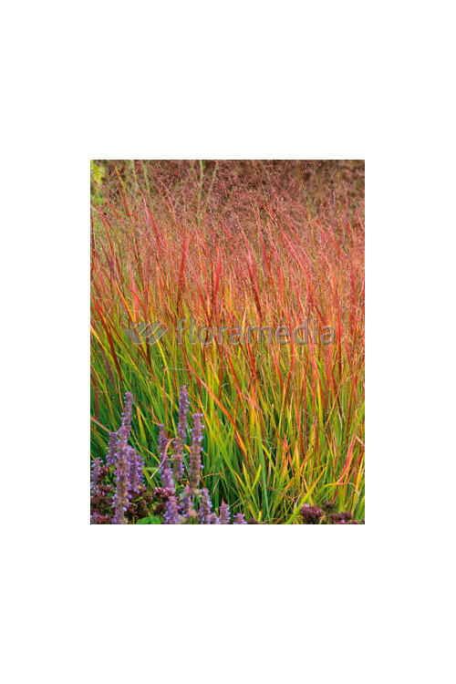 Proso rózgowate 'Red Cloud' | Panicum virgatum