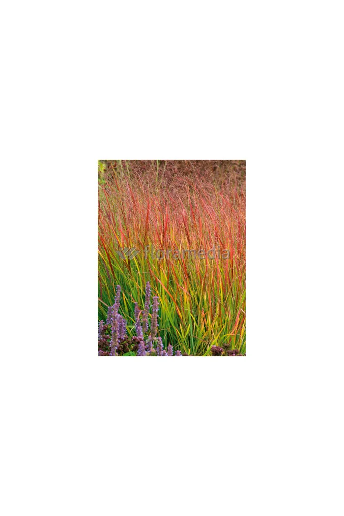 Proso rózgowate 'Red Cloud' | Panicum virgatum