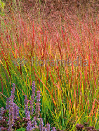Proso rózgowate 'Red Cloud' | Panicum virgatum