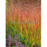 Proso rózgowate 'Red Cloud' | Panicum virgatum