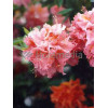 Azalia wielkokwiatowa 'Sarina' | Rhododendron
