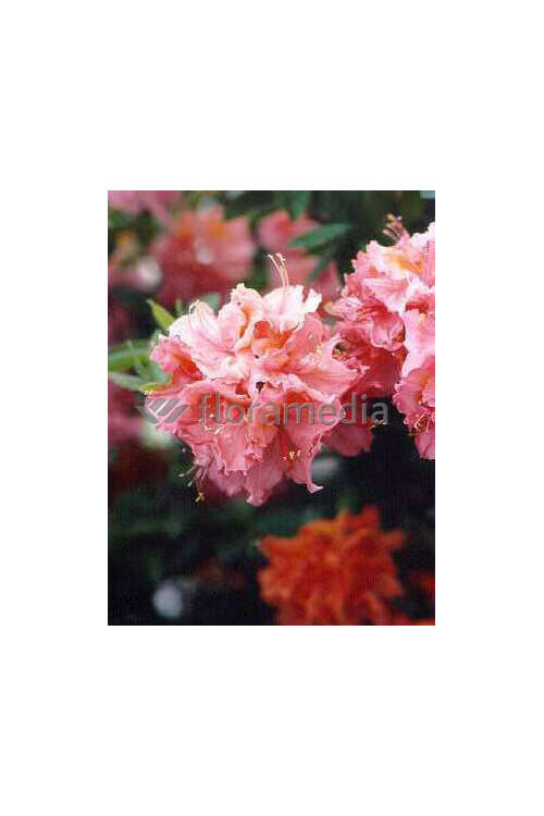 Azalia wielkokwiatowa 'Sarina' | Rhododendron