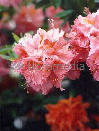 Azalia wielkokwiatowa 'Sarina' | Rhododendron