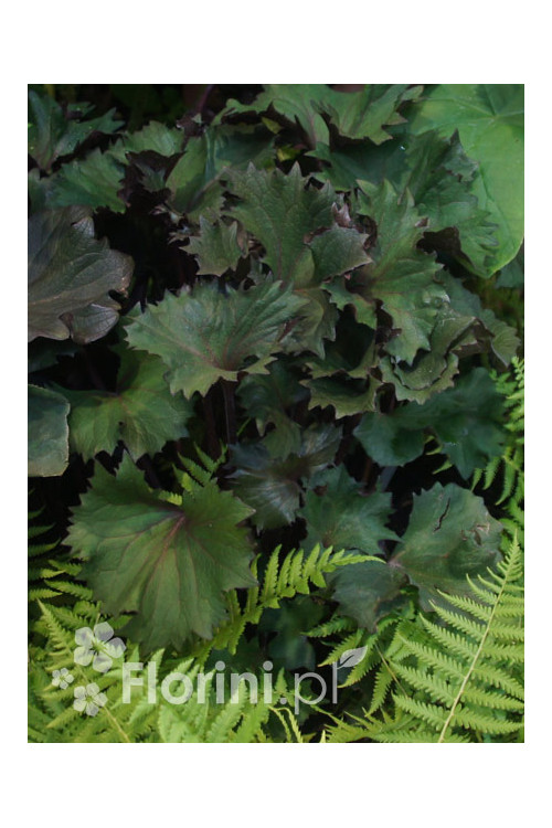 Języczka 'Osiris Cafe Noir' Ligularia