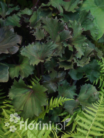 Języczka 'Osiris Cafe Noir' Ligularia