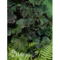 Języczka 'Osiris Cafe Noir' Ligularia