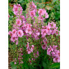 Dziewanna 'Sugar Plum' | Verbascum