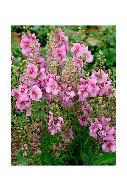 Dziewanna 'Sugar Plum' | Verbascum