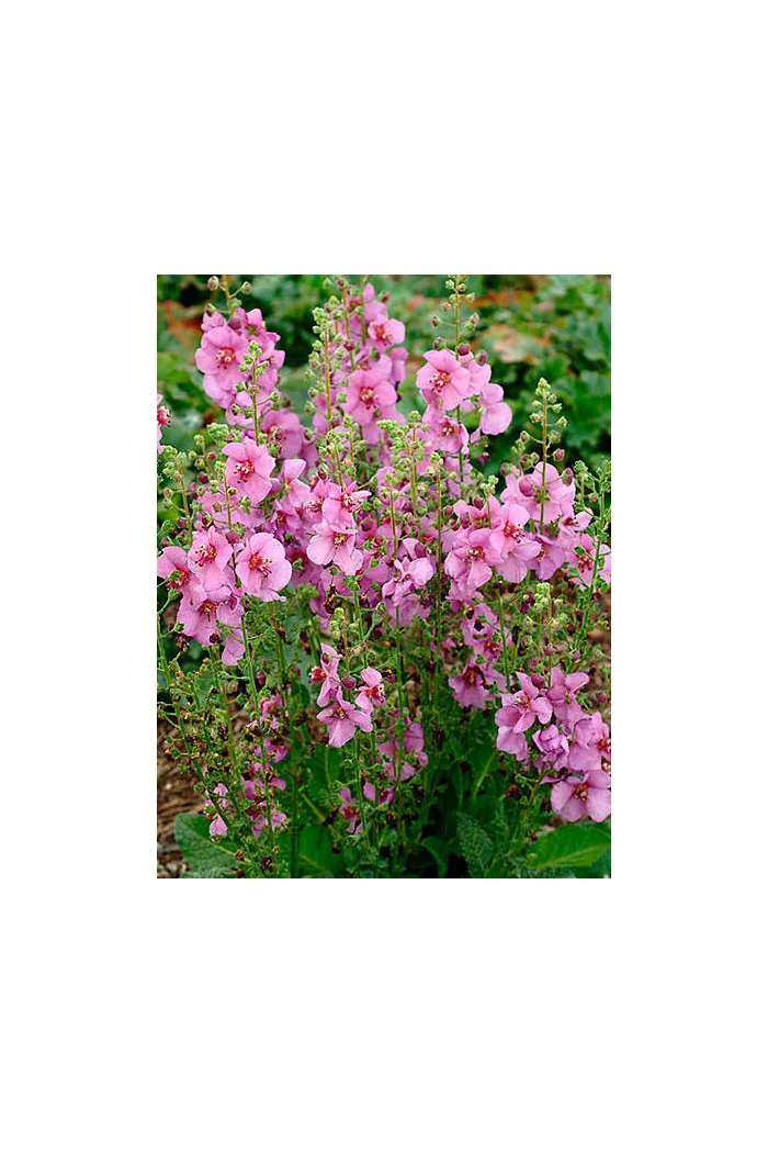 Dziewanna 'Sugar Plum' | Verbascum