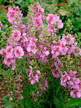 Dziewanna 'Sugar Plum' | Verbascum