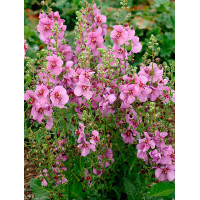 Dziewanna 'Sugar Plum' | Verbascum