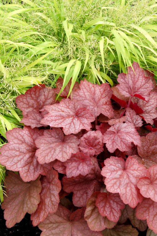 Żurawka 'Georgia Peach' | Heuchera