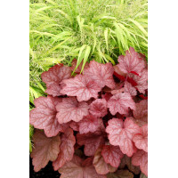 Żurawka 'Georgia Peach' | Heuchera