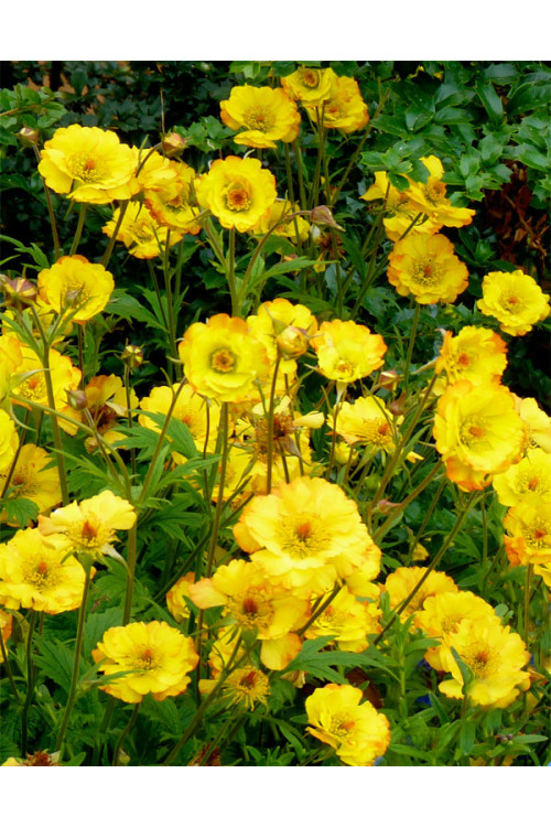 Kuklik 'Mango Lassi' | Geum