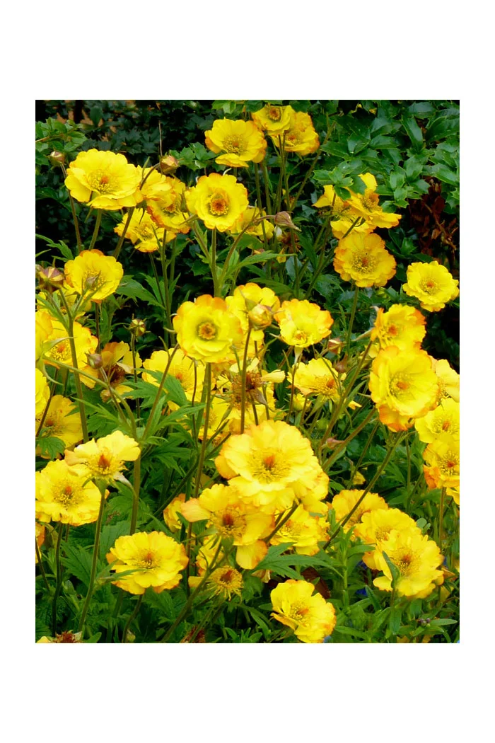 Kuklik 'Mango Lassi' | Geum