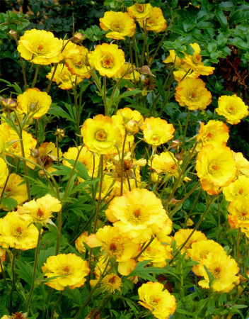 Kuklik 'Mango Lassi' | Geum