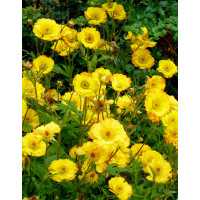 Kuklik 'Mango Lassi' | Geum