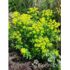 Wilczomlecz błotny Euphorbia palustris
