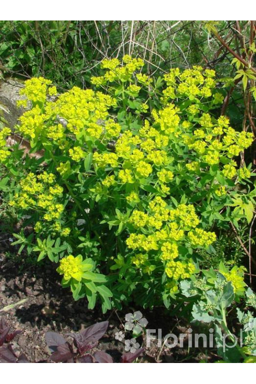 Wilczomlecz błotny Euphorbia palustris