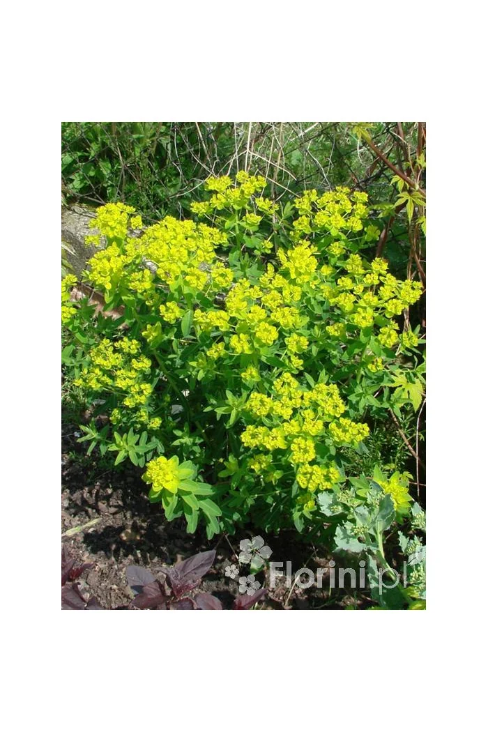 Wilczomlecz błotny Euphorbia palustris