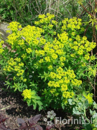 Wilczomlecz błotny Euphorbia palustris