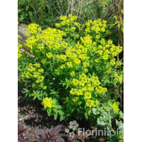 Wilczomlecz błotny Euphorbia palustris
