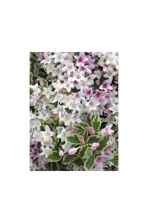 Krzewuszka cudowna 'Splendid' Weigela florida